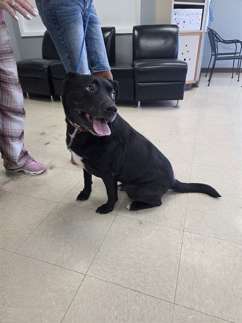 SHADOW - Pit Bull Terrier available for adoption