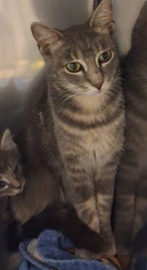 EEVEE - Domestic Short Hair available for adoption