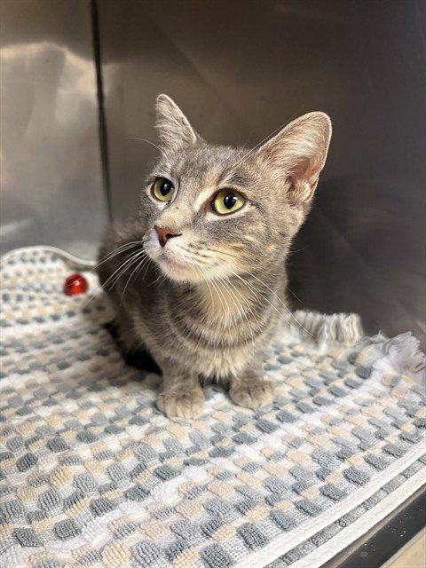 EEVEE - Domestic Short Hair available for adoption