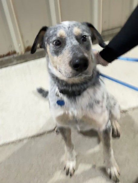 BLUE - Australian Cattle Dog/Blue Heeler available for adoption