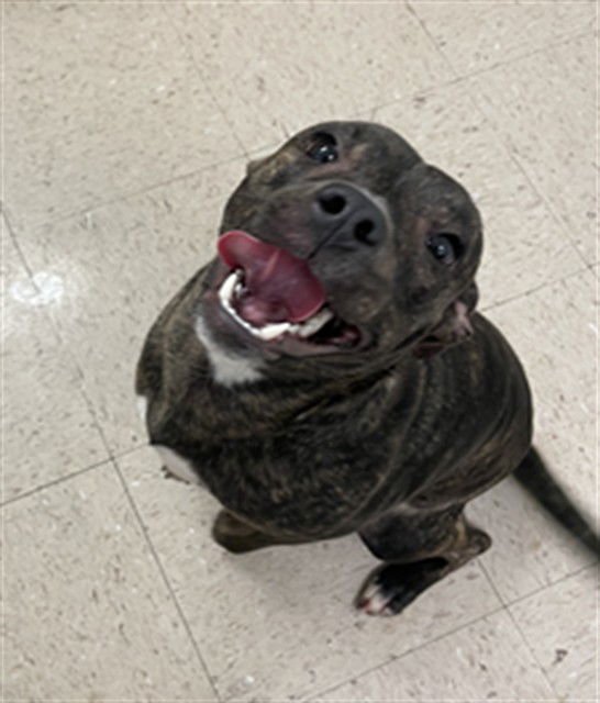 BROWNIE BITE - Pit Bull Terrier available for adoption