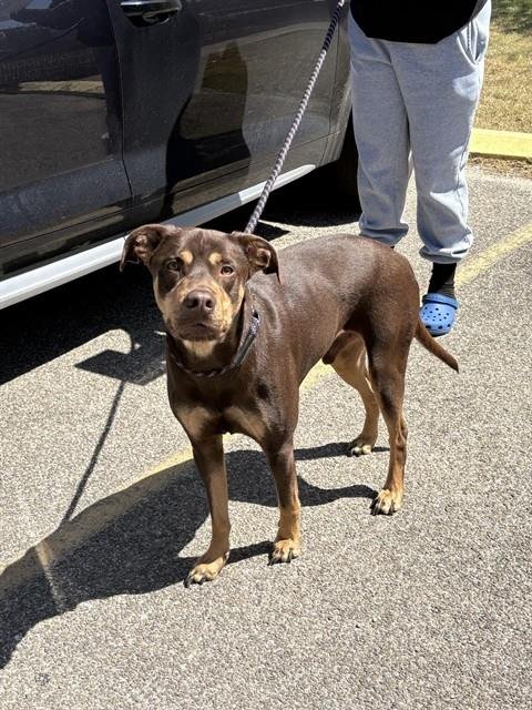 GILLY - Pit Bull Terrier / Rottweiler available for adoption