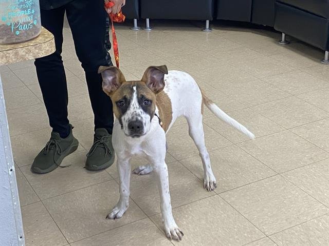 GIZMO - Pit Bull Terrier available for adoption