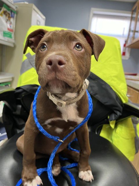 HAZEL - Staffordshire Bull Terrier available for adoption