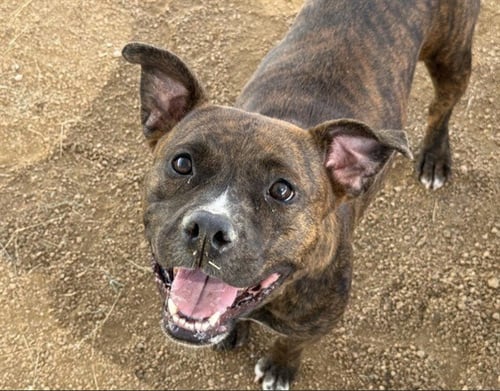 MARIE ANTOINETTE - Staffordshire Bull Terrier available for adoption