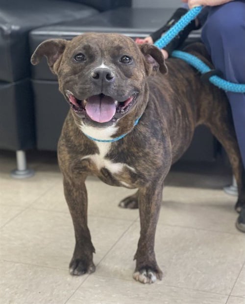 MARIE ANTOINETTE - Staffordshire Bull Terrier available for adoption