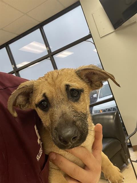 MARSHALL - Black Mouth Cur available for adoption