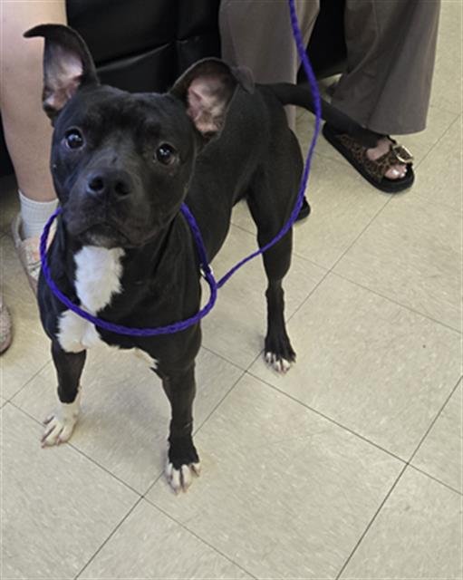 ROCKO - Pit Bull Terrier available for adoption