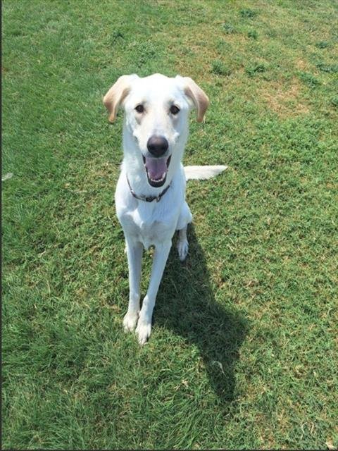 NELLIE - Great Pyrenees available for adoption