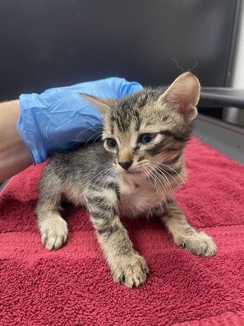 WINSTON - Domestic Short Hair available for adoption