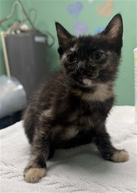 WEEGUS - Domestic Short Hair available for adoption