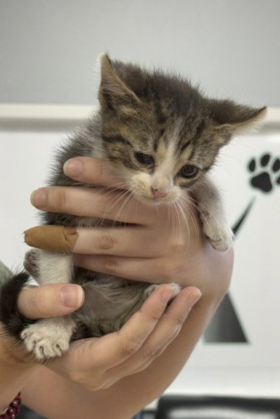 SPUNKY - Domestic Short Hair available for adoption