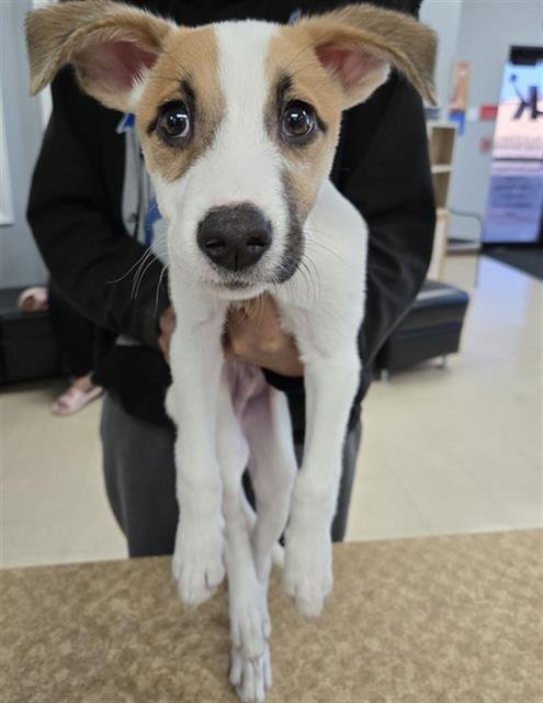 BONGO - Jack Russell Terrier (Parson Russell Terrier) / Rat Terrier available for adoption