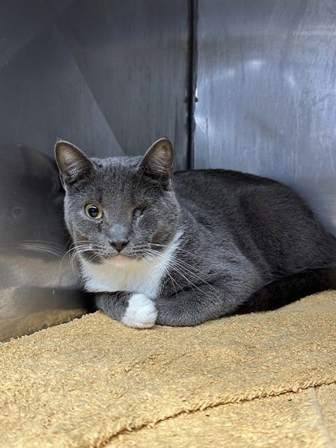 UNKNOWN - Domestic Short Hair available for adoption