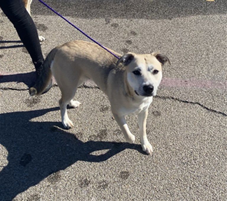 STELLA - Siberian Husky / Pit Bull Terrier available for adoption