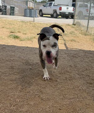 PUMPKIN SPICE - Pit Bull Terrier for adoption in Killeen