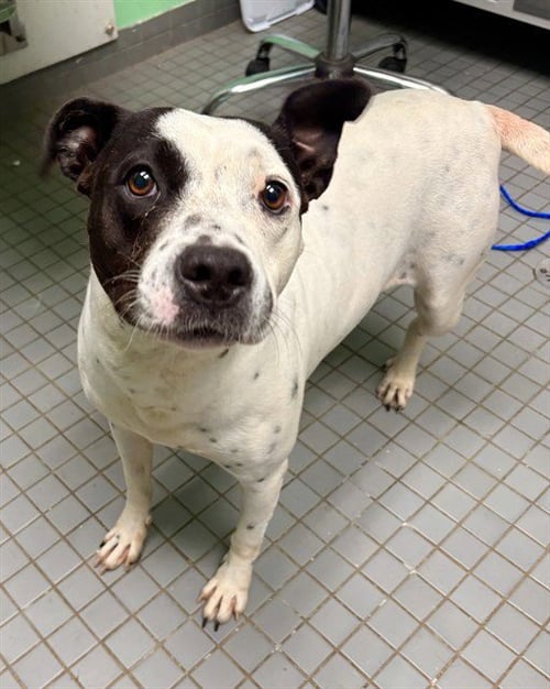 PANDA - English Pointer available for adoption