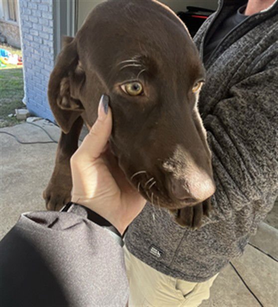COWBOY - Labrador Retriever available for adoption