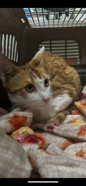 SRIRACHA - Domestic Short Hair available for adoption