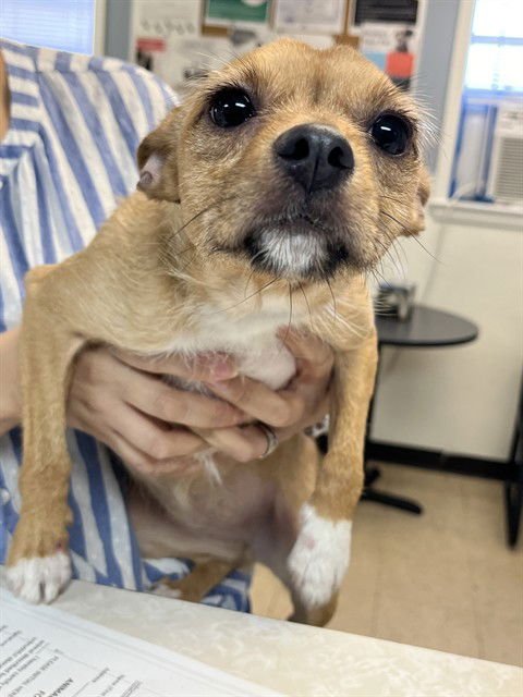 PIPPA - Wirehaired Fox Terrier available for adoption