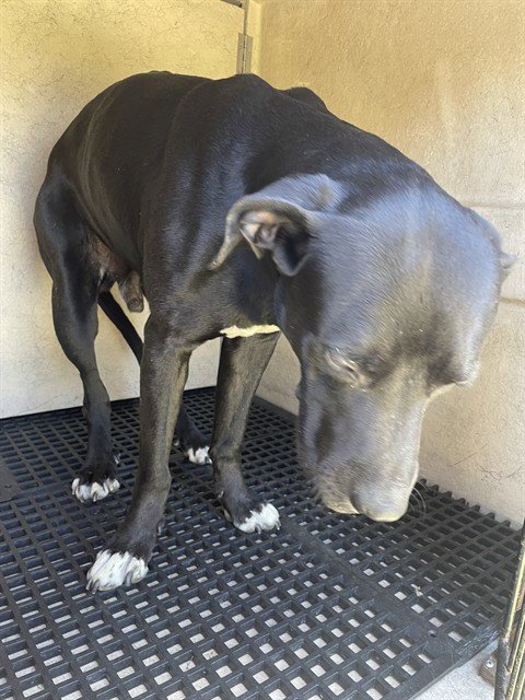 HUNTER - Labrador Retriever available for adoption