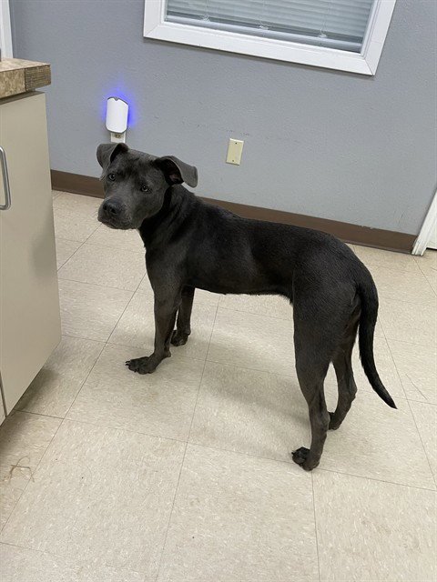 BASIL - Pit Bull Terrier available for adoption