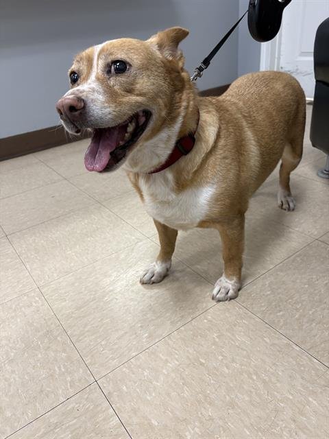 SUNFLOWER - Cardigan Welsh Corgi available for adoption