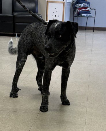 MUFFIN - Australian Cattle Dog/Blue Heeler available for adoption