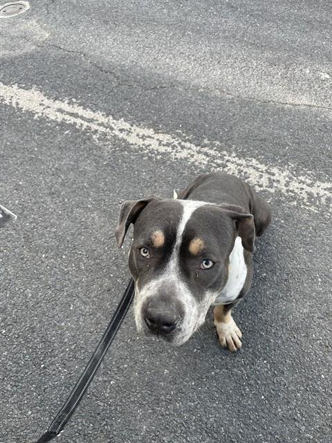 POLO - Pit Bull Terrier available for adoption