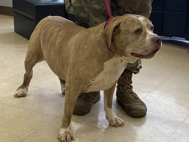 HENRY - Pit Bull Terrier available for adoption