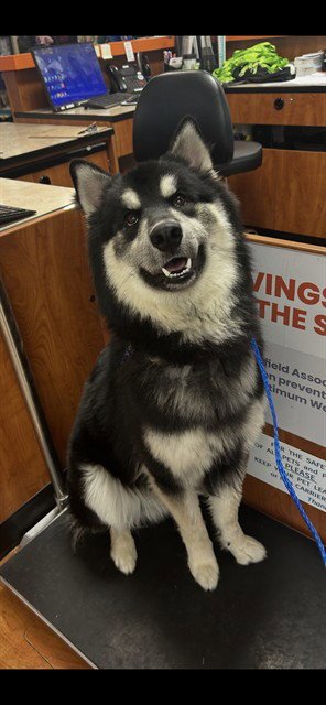 KUJO - Siberian Husky available for adoption