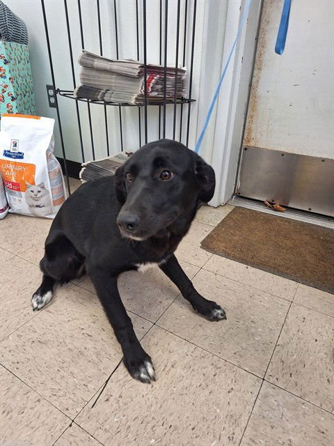 CALLIE - Labrador Retriever available for adoption