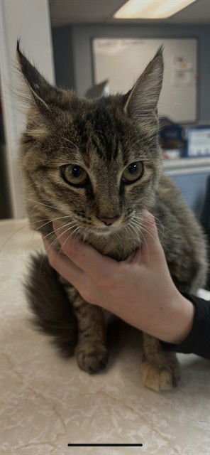 MADAM MEOW - Domestic Medium Hair available for adoption