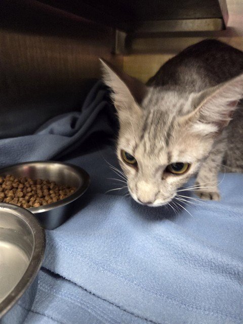 ASHARA - Domestic Short Hair available for adoption