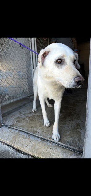 BAYBAY - Labrador Retriever available for adoption