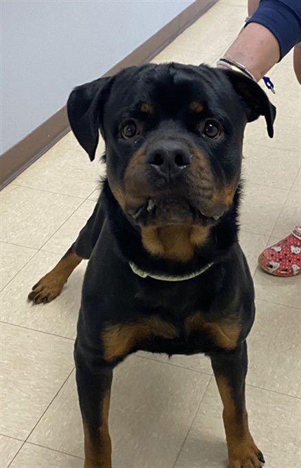 TANK - Rottweiler available for adoption