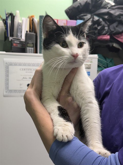 PESTO - Domestic Short Hair available for adoption