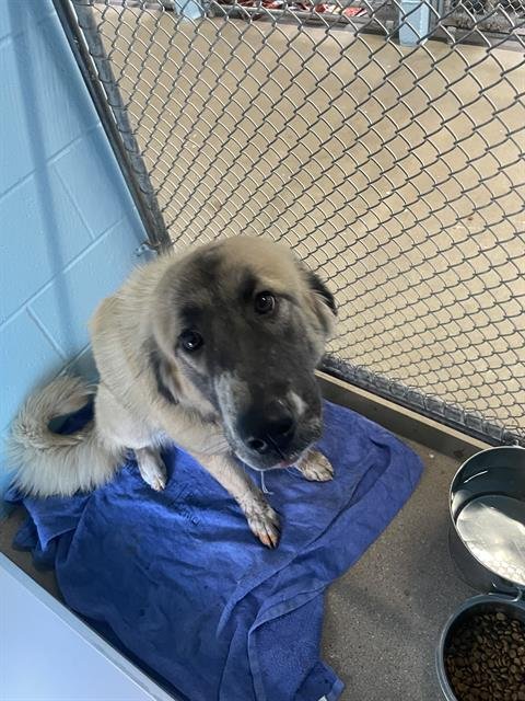 JEAN GREY - Anatolian Shepherd available for adoption