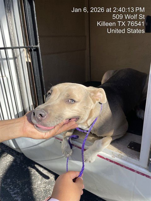 GISELLE - Pit Bull Terrier available for adoption