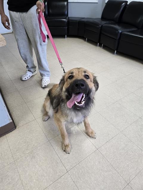 LILLIANA - Anatolian Shepherd / German Shepherd Dog available for adoption