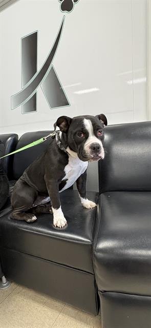 CHERRY - Boston Terrier available for adoption