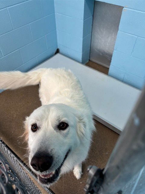 EVEREST - Great Pyrenees available for adoption
