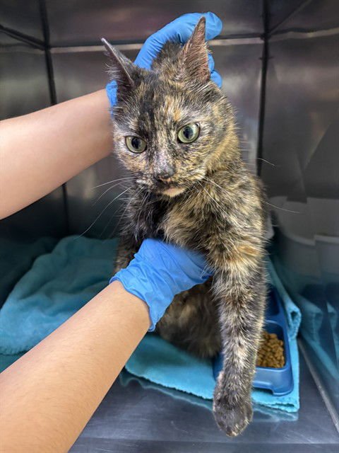 OFFICER JENNY - Domestic Short Hair available for adoption