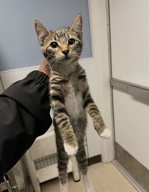 HAWKFROST - Domestic Short Hair available for adoption