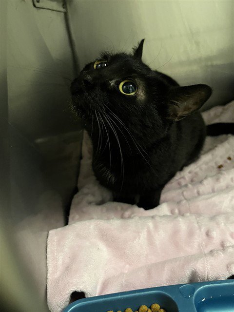 RAVEN - Domestic Short Hair available for adoption