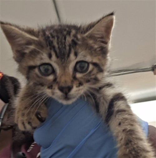 DEADPOOL - Domestic Short Hair available for adoption