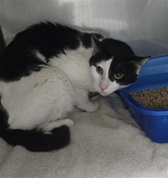 BANKMAN - Domestic Short Hair available for adoption