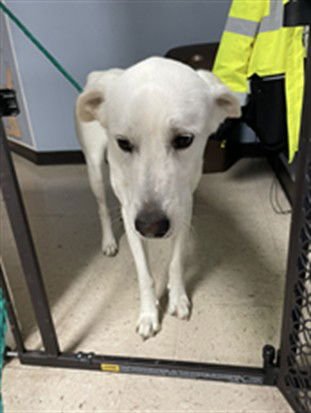 NORTH - Great Pyrenees available for adoption