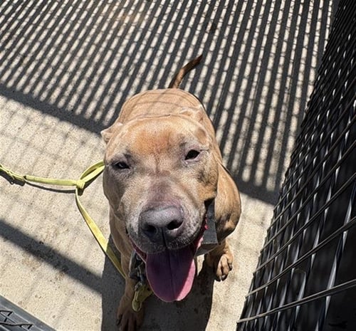 STRAY WAIT - Pit Bull Terrier available for adoption