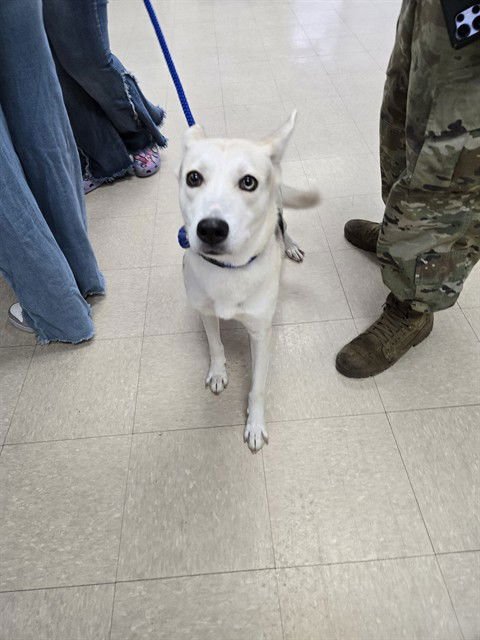 PIXEL - Husky available for adoption